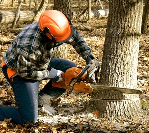 Tree Removal in Marlboro, VT